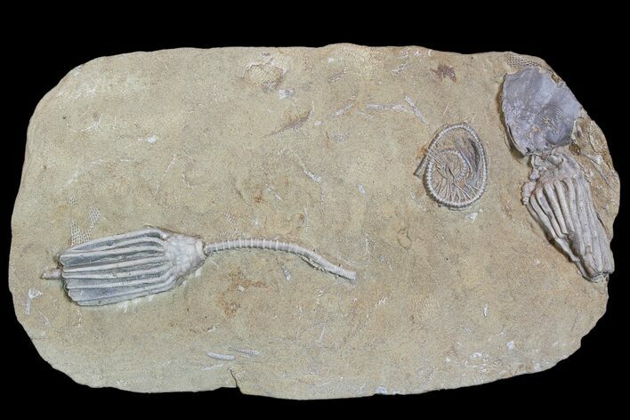 Crinoids and One Gastropod on One Plate - Crawfordsville, Indiana #92527